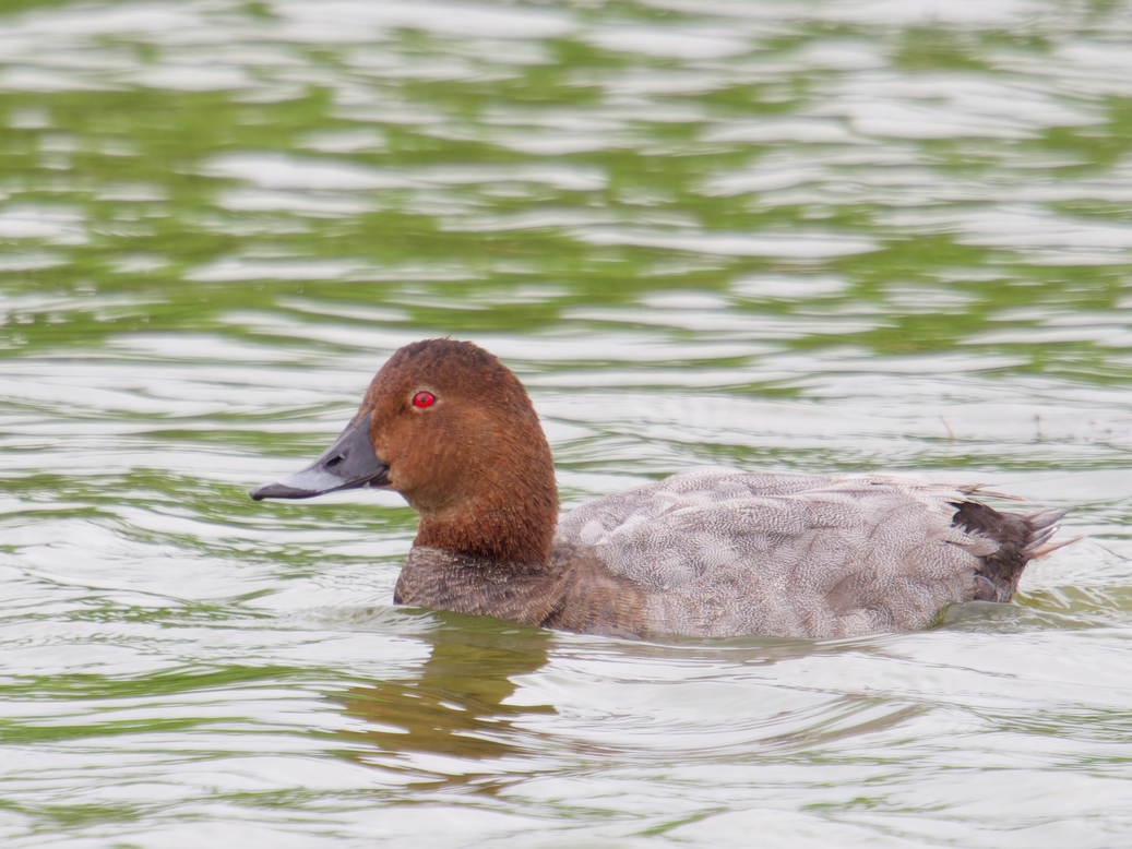 Photo of Pochard